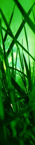 grass lawn cutting langport