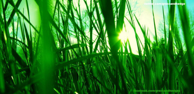 lawn mowing langport